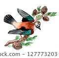 Jay bird on pine tree. Watercolour drawing 127773203