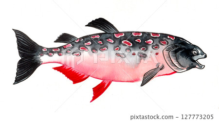 Salmon fish. hand drawn watercolour illustration Salmon fish. hand drawn watercolour illustration 127773205