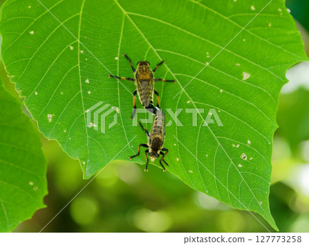 在一片葉子上觀察到的棘翅蠅(Acanthoptera sieboldii)的交配行為 在一片葉子上觀察到的棘翅蠅(Acanthoptera sieboldii)的交配行為 127773258