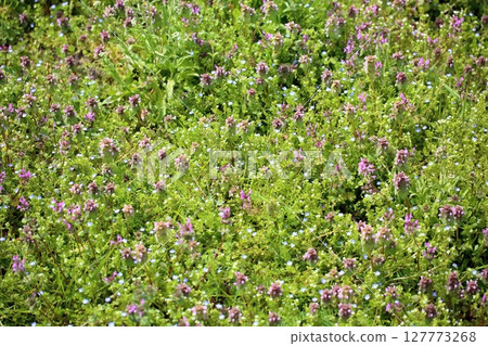 Flowers of Himeodorikosou 127773268