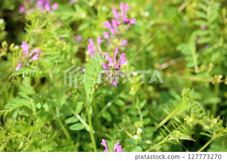 Hotokenosa flowers 127773270