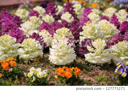 Habotan flowers 127773271