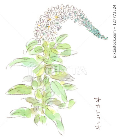 這是一幅初夏植物的水彩畫，松果菊的蓬鬆花穗看起來像尾巴。 127773324