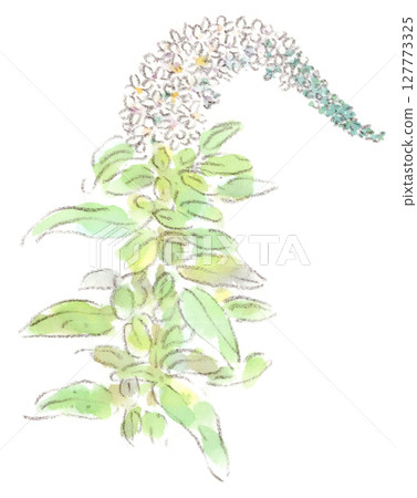 這是一幅初夏植物的水彩畫，松果菊的蓬鬆花穗看起來像尾巴。 127773325
