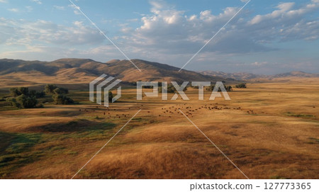 Herd of Cattle Grazing on Golden Grassland Under a Blue Sky 127773365