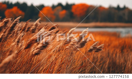 Autumn Landscape with Brown and Orange Reeds in the Wind 127774158