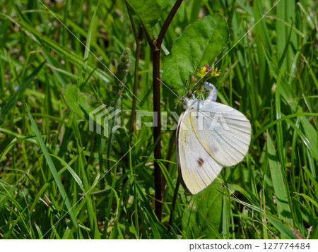 Butterfly egg-laying behavior. Pieridae, cabbage white (female) egg-laying. 127774484