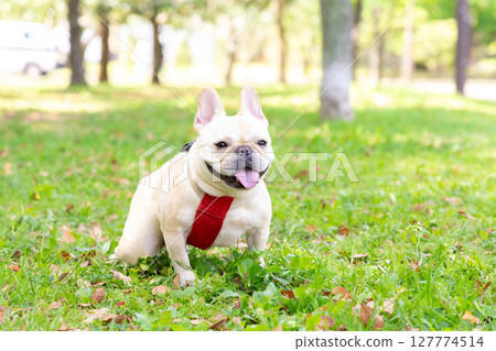 法國鬥牛犬散步 127774514