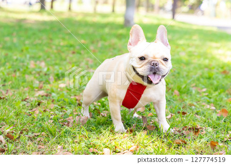 French bulldog taking a walk 127774519