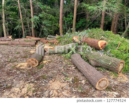 Felling trees and cutting them into logs to make firewood Felling trees and cutting them into logs to make firewood 127774524