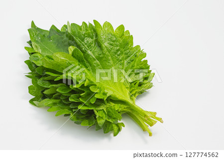 新鮮紫蘇葉 127774562