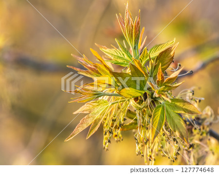 Acer negundo, Box elder, boxelder, ash-leaved and maple ash, Manitoba, elf, ashleaf maple male inflorescences and flowers on branch outdoor. 127774648