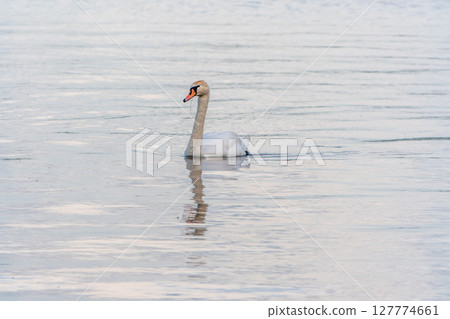 Graceful white Swan swimming in the lake, swans in the wild. Portrait of a white swan swimming on a lake. Graceful white Swan swimming in the lake, swans in the wild. Portrait of a white swan swimming on a lake. 127774661