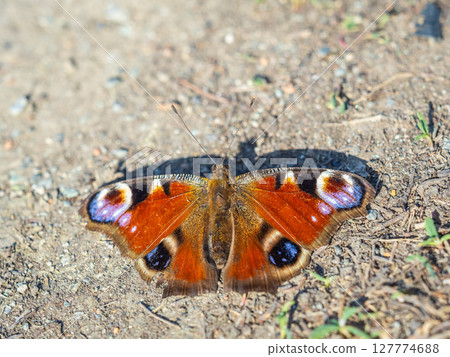 Peacock butterfly on the ground among the grass Peacock butterfly on the ground among the grass 127774688