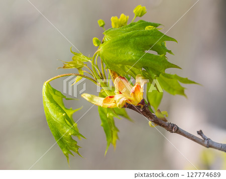 Blooming Norway Maple, Acer platanoides, in beautiful light 127774689