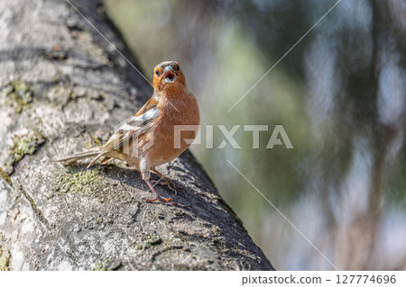 Common chaffinch, Fringilla coelebs, sits on a tree. Common chaffinch in wildlife. 127774696