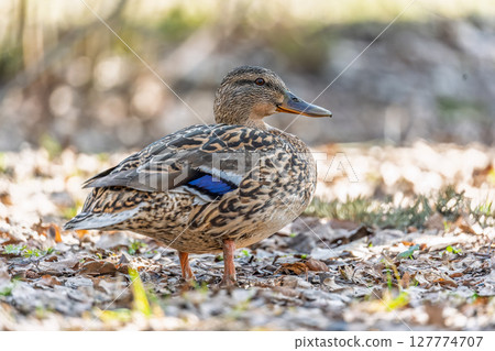 A duck female stands on its paws on the green shore of a pond. A duck female stands on its paws on the green shore of a pond. 127774707