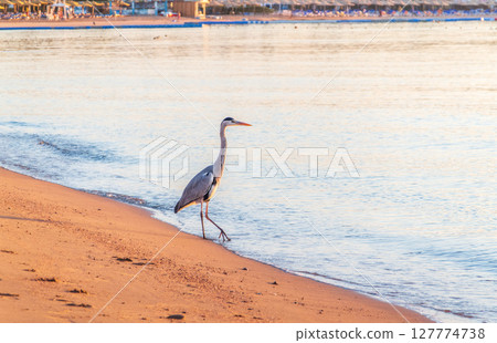Gray heron fishing on the beach of the Red Sea. Naama Bay beach, Sharm El Sheikh, Egypt 127774738