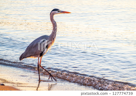 A heron hunting in the sea. Grey heron on the hunt 127774739