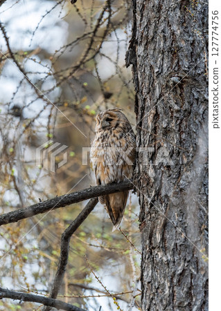 Long-eared owl (Asio otus), looking forward with wide opened eyes 127774756