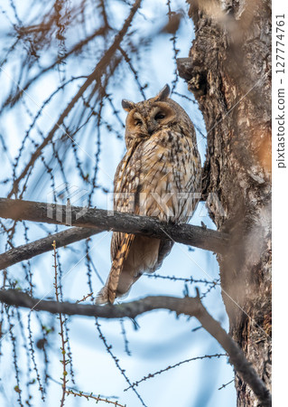 Long-eared owl (Asio otus), looking forward with wide opened eyes Long-eared owl (Asio otus), looking forward with wide opened eyes 127774761