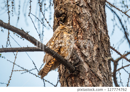 Long-eared owl (Asio otus), looking forward with wide opened eyes Long-eared owl (Asio otus), looking forward with wide opened eyes 127774762