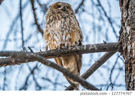 Long-eared owl (Asio otus), looking forward with wide opened eyes Long-eared owl (Asio otus), looking forward with wide opened eyes 127774767