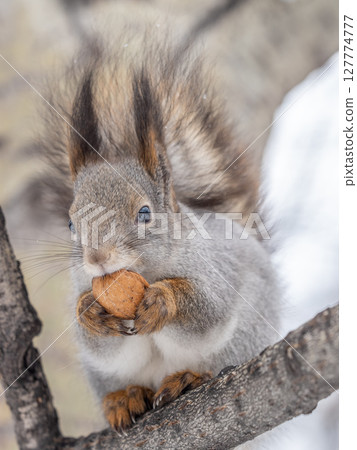 The squirrel with nut sits on tree in the winter or late autumn The squirrel with nut sits on tree in the winter or late autumn 127774777