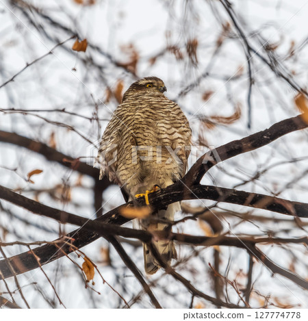 A Eurasian sparrowhawk perched on a branch of a tree outdoors. 127774778