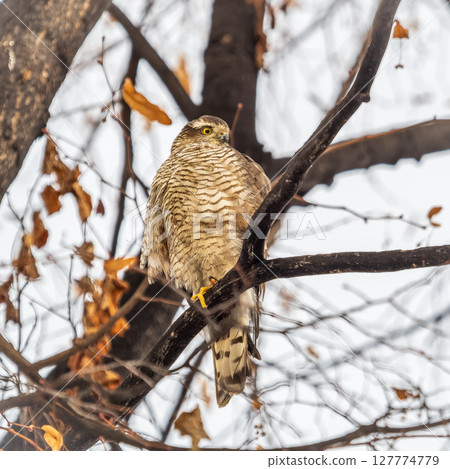 A Eurasian sparrowhawk perched on a branch of a tree outdoors. 127774779