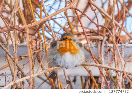 Cute bird the European Robin, Erithacus rubecula. sitting on the tree branch in winter. Cute bird the European Robin, Erithacus rubecula. sitting on the tree branch in winter. 127774782