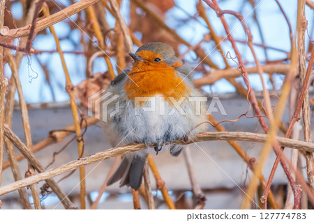 Cute bird the European Robin, Erithacus rubecula. sitting on the tree branch in winter. 127774783