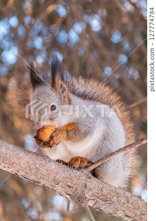 The squirrel with nut sits on tree in the winter or late autumn 127774784