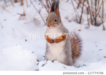 Portrait of a squirrel in winter on white snow background 127774786