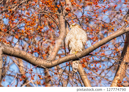 A Eurasian sparrowhawk perched on a branch of a tree outdoors. 127774790