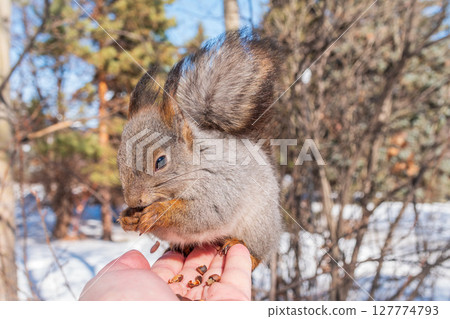 Squirrel eats nuts from a man's hand. Caring for animals in winter or autumn. 127774793