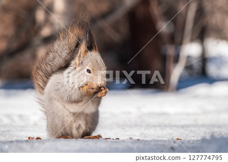 The squirrel in winter sits on white snow. The squirrel in winter sits on white snow. 127774795