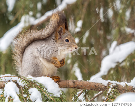The squirrel sits on a branches without leaves in the winter or autumn The squirrel sits on a branches without leaves in the winter or autumn 127774796