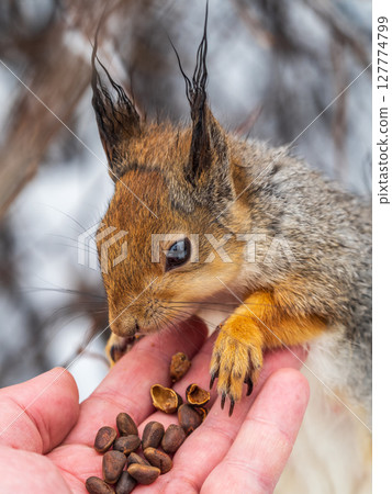 Squirrel eats nuts from a man's hand. Caring for animals in winter or autumn. Squirrel eats nuts from a man's hand. Caring for animals in winter or autumn. 127774799