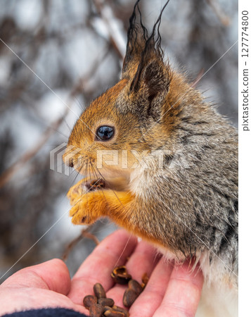 Squirrel eats nuts from a man's hand. Caring for animals in winter or autumn. Squirrel eats nuts from a man's hand. Caring for animals in winter or autumn. 127774800