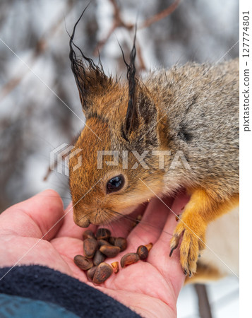 Squirrel eats nuts from a man's hand. Caring for animals in winter or autumn. 127774801