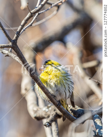 Eurasian siskin male, latin name spinus spinus, sitting on branch of tree. Cute little yellow songbird. 127774802