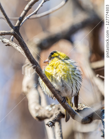 Eurasian siskin male, latin name spinus spinus, sitting on branch of tree. Cute little yellow songbird. 127774803