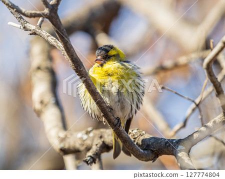 Eurasian siskin male, latin name spinus spinus, sitting on branch of tree. Cute little yellow songbird. 127774804