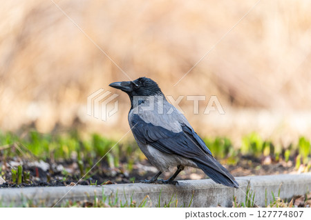 Hooded crow, corvus cornix, standing on the lawn in the spring or summer 127774807