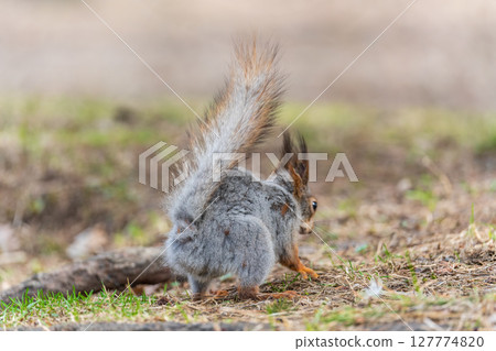 Squirrel in autumn or spring with nut on the green grass with fallen yellow leaves Squirrel in autumn or spring with nut on the green grass with fallen yellow leaves 127774820