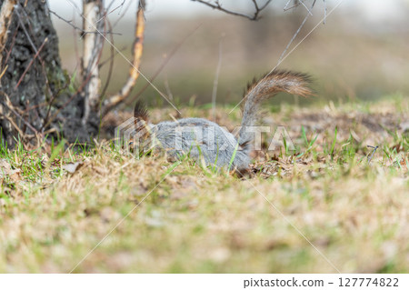 Squirrel in autumn or spring with nut on the green grass with fallen yellow leaves 127774822
