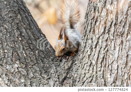 The squirrel with nut sits on a branches in the spring or summer. The squirrel with nut sits on a branches in the spring or summer. 127774824