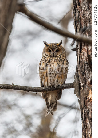 Long-eared owl (Asio otus), looking forward with wide opened eyes Long-eared owl (Asio otus), looking forward with wide opened eyes 127774826
