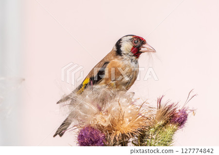 European goldfinch, feeding on the seeds of thistles. Carduelis carduelis. European goldfinch, feeding on the seeds of thistles. Carduelis carduelis. 127774842